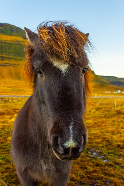 农业,野生动物,冰岛马