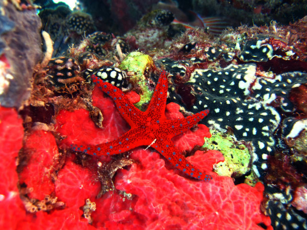 珊瑚图片珊瑚群