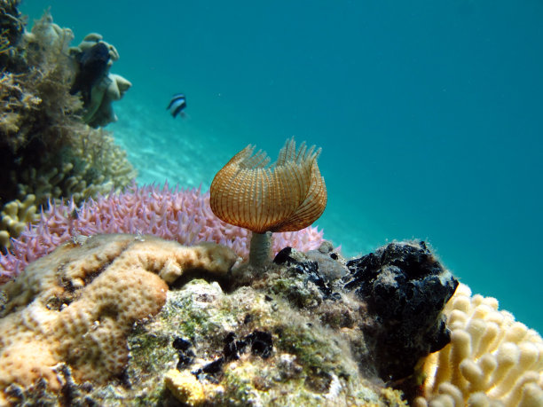 珊瑚图片珊瑚群