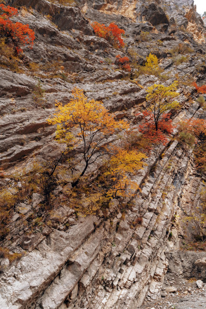 复古装饰品,红色和金色颜色