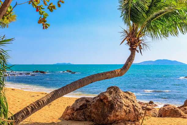 热带树,海滩,棕榈树