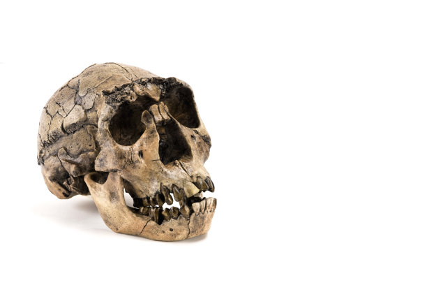 古人类头骨化石