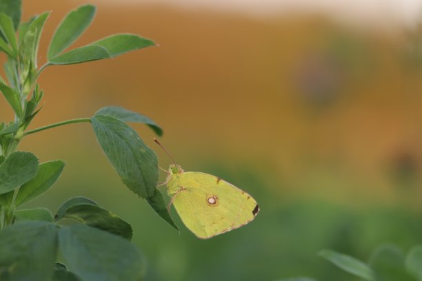 春天 花开 百花齐放 公