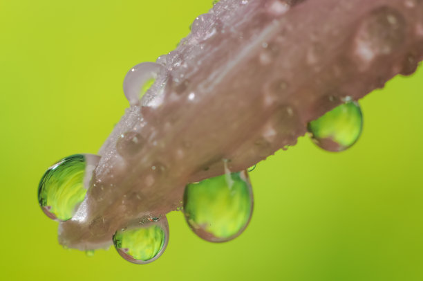 雨后菊花高清摄影