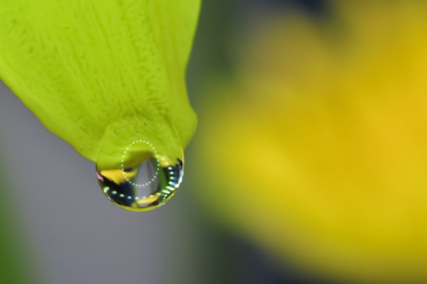 雨后菊花高清摄影