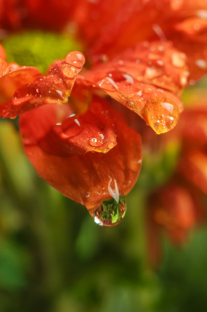 雨后菊花高清摄影