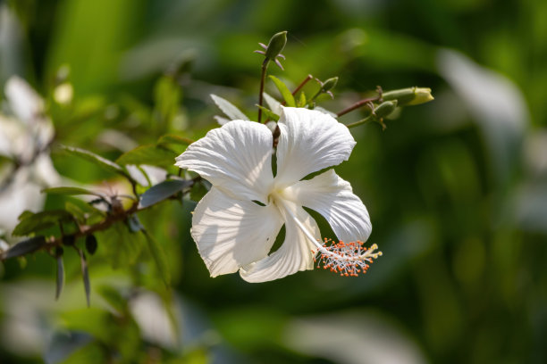 月季花花朵与花蕾