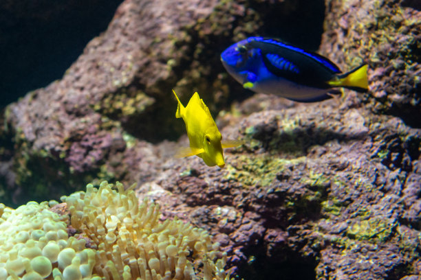 各种各样的海底生物