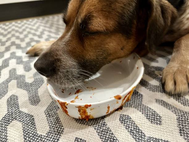 纯种犬,爱,肖像