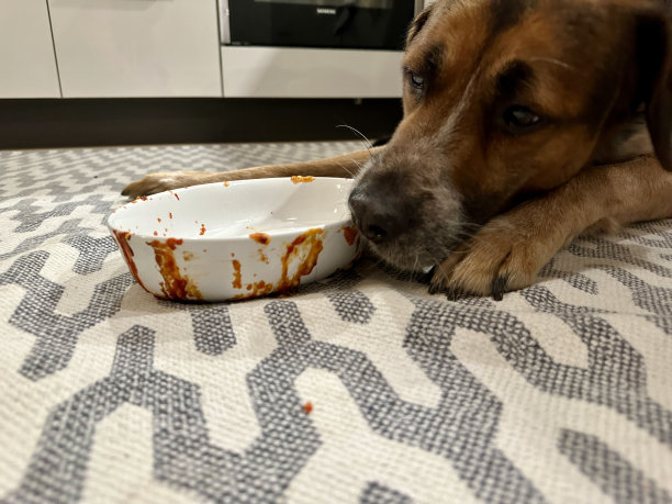 纯种犬,爱,肖像