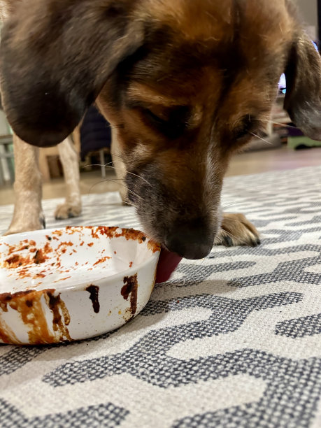 纯种犬,爱,肖像