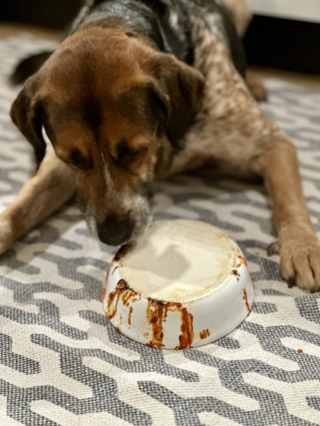 纯种犬,爱,肖像