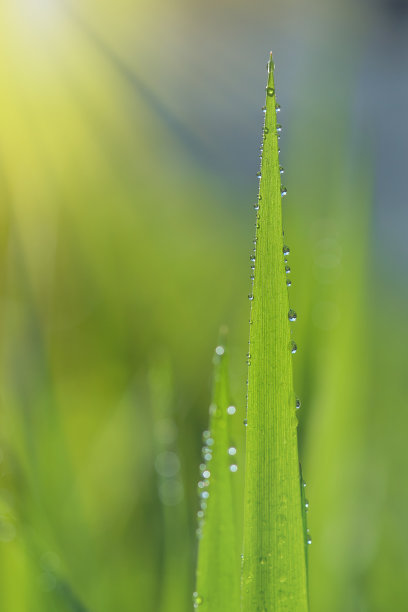 阴雨天野草