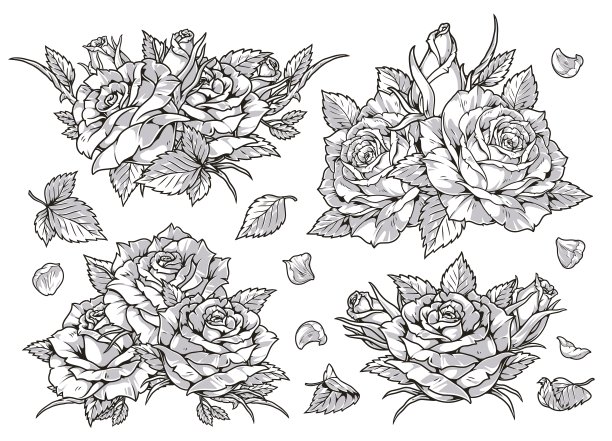 花蕾,玫瑰,模板