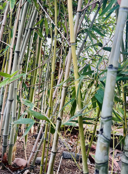 竹子素材竹林风光