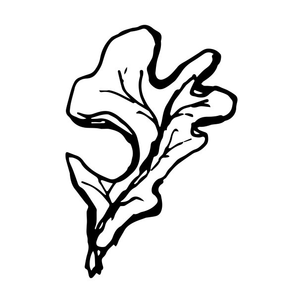 创意抽象线条花卉装饰插图
