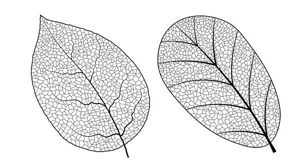 树和树叶剪影矢量素材