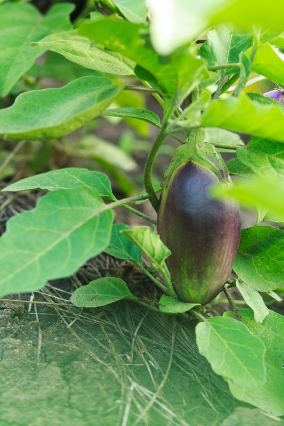 豆角烧紫茄