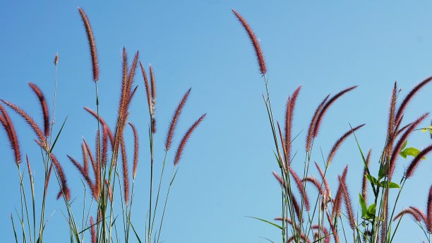 风吹野草花