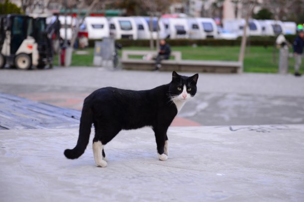 土耳其黑猫