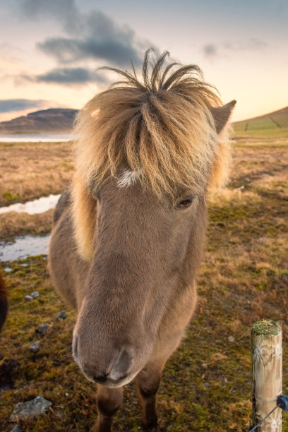 农业,野生动物,冰岛马