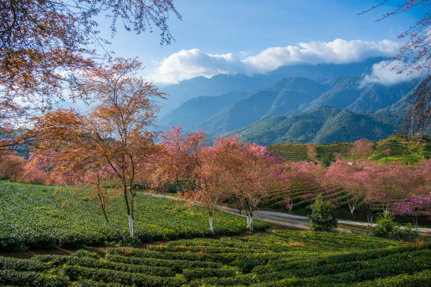 植树节 中式 山水