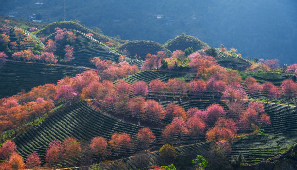 植树节 中式 山水