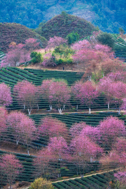 中国风植树节