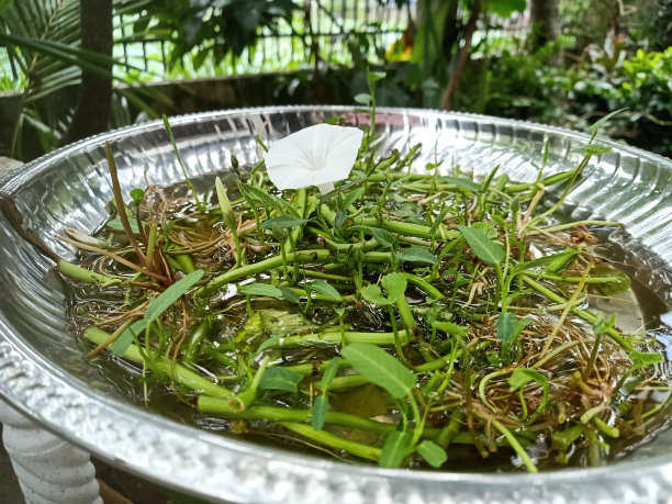 水生植物,自然,斯里兰卡