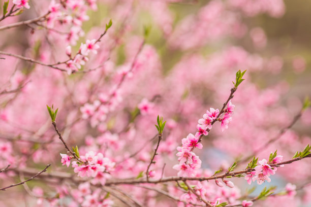 桃花护肤品