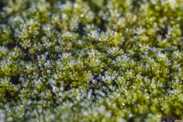 阴雨天野草