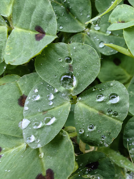 阴雨天野草