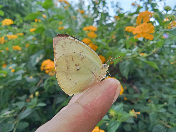 马缨丹与蝴蝶