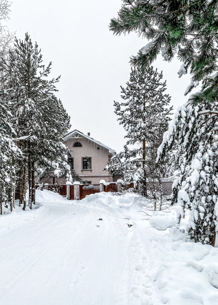 杉树,大风雪,乡村路