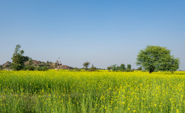 山野芥菜花