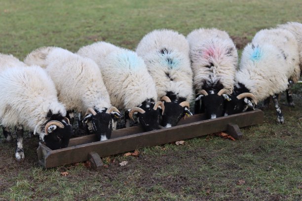 冬季喂养羊群