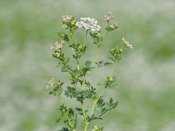 香菜花开