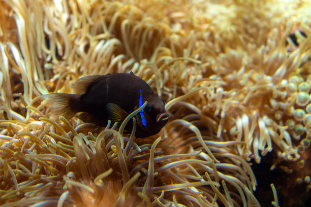 各种各样的海底生物