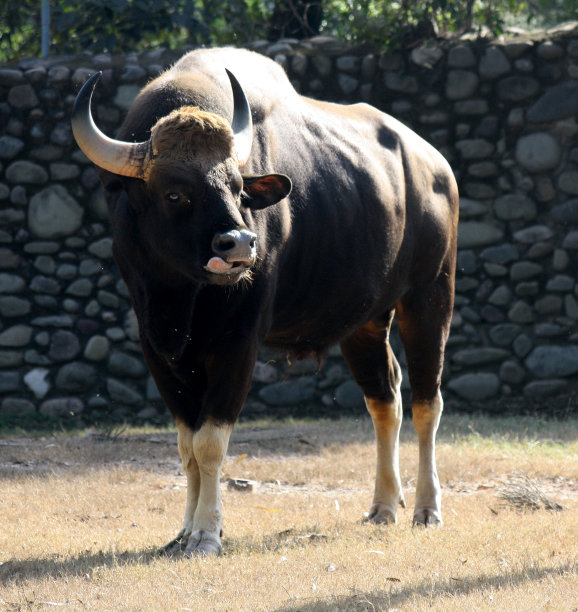 印度灰牛