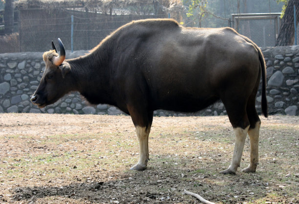 印度灰牛