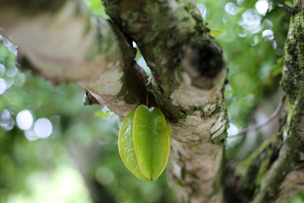 杨桃种植