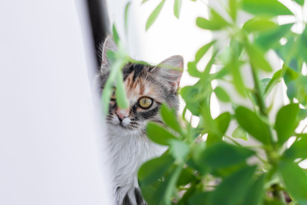 窗户鲜花小猫咪