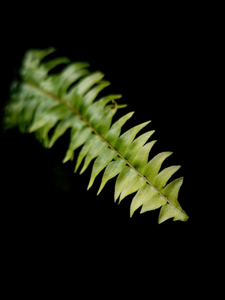 高清黑色背景绿色蕨类植物叶子