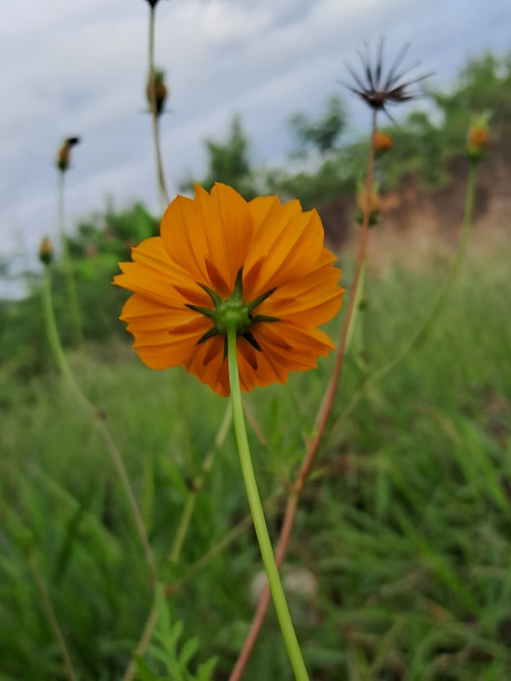 玫瑰花i字母