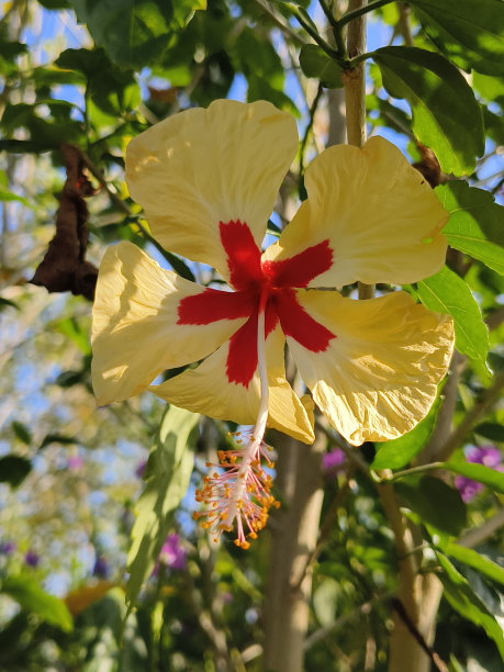 黄色和红色的月季花玫瑰花