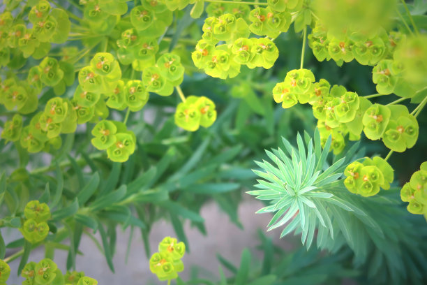 绿黄渐变圆形花纹图案