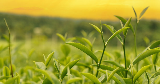 茶树,农作物,种植园