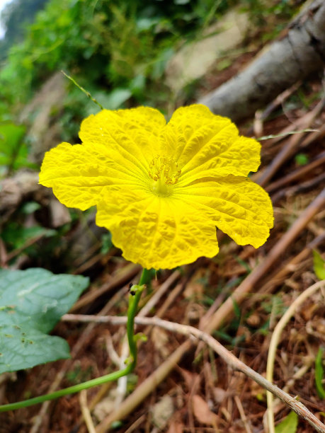 漂亮的丝瓜花