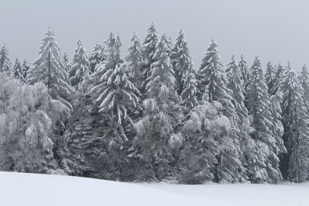 雪中水杉林