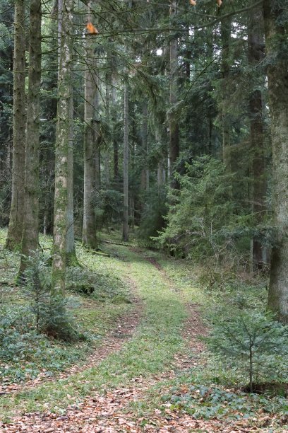 老树林实木地板